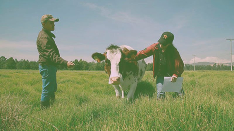 Asesoría en Producción Pecuaria