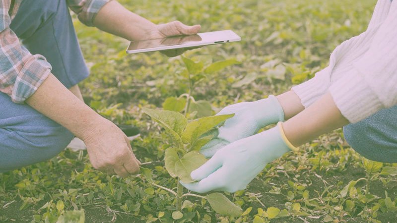 Asesoría en Producción Agrícola