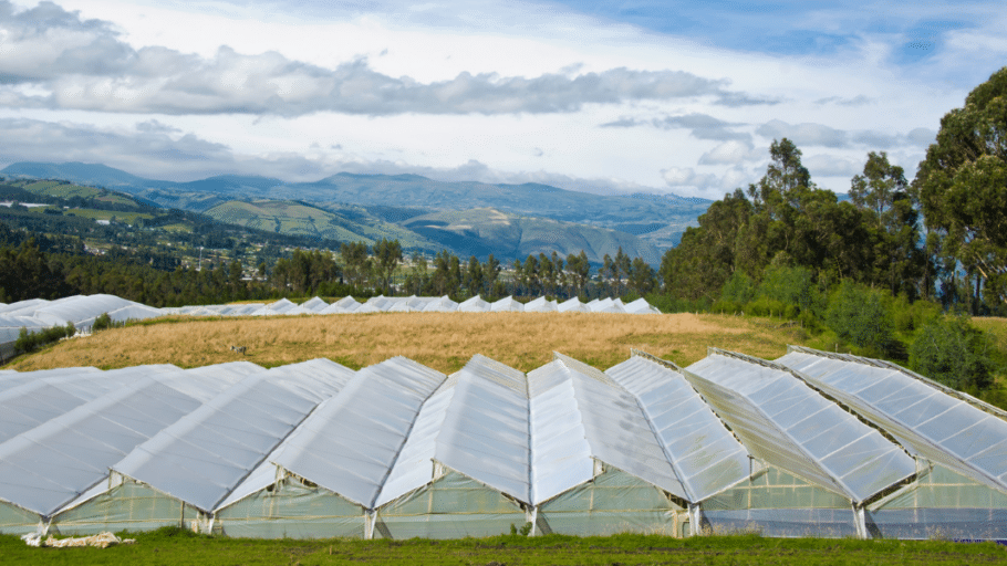 INSTALACIÓN Y MANEJO DE CULTIVOS EN FITOTOLDOS