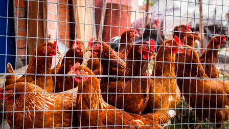 PRODUCCION DE GALLINAS CRIOLLAS MEJORADAS