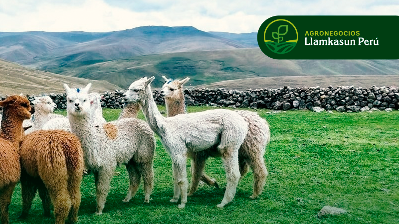 MEJORAMIENTO GENÉTICA EN CAMELIDOS SUDAMERICANOS