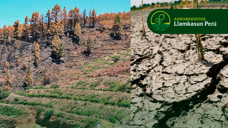 MANEJO DE DEGRADACIÓN DE SUELOS FORESTALES