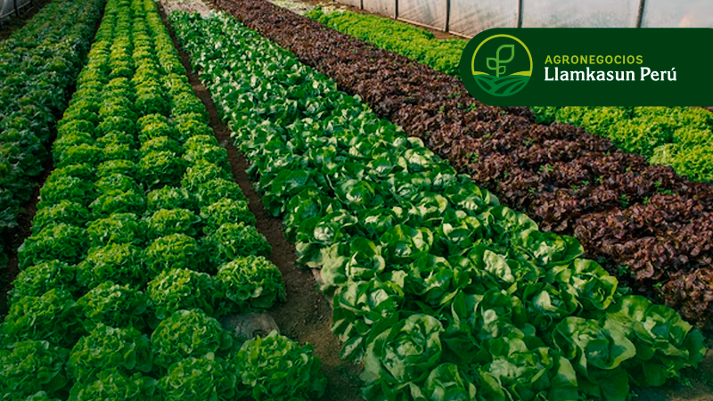 MANEJO DE HORTALIZAS EN INVERNADEROS