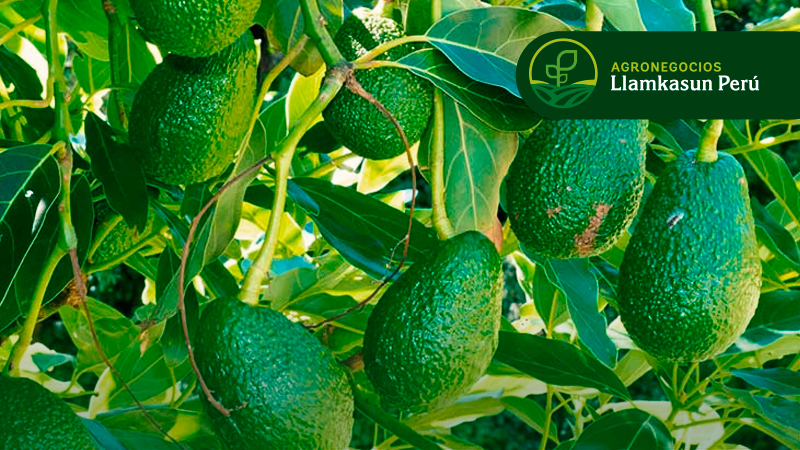 MANEJO DE SUELOS Y RIEGO EN EL CULTIVO DE PALTO