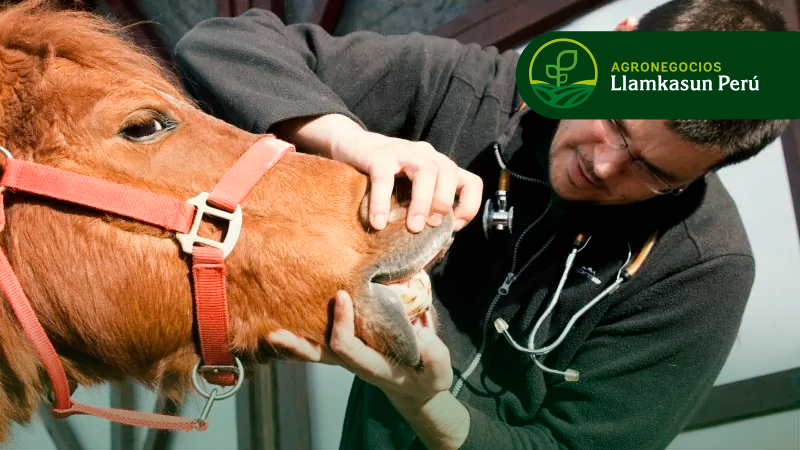 MANEJO Y CONTROL SANITARIO EN EQUINOS  