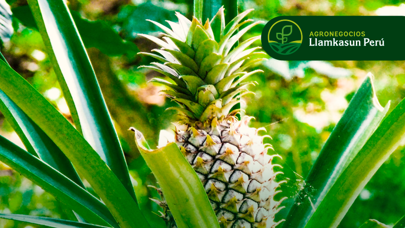 MANEJO AGRONÒMICO EN EL CULTIVO DE PIÑA