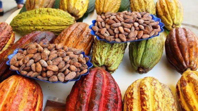 ASEGURAMIENTO DE CALIDAD EN EL CULTIVO DE CACAO