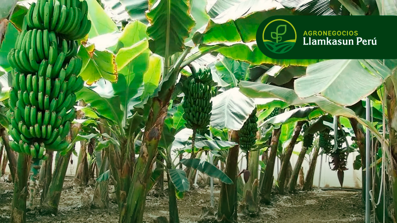 ANÁLISIS DE SUELO Y FERTILIZACIÓN EFICIENTE EN EL CULTIVO DE PLÁTANO Y BANANO 