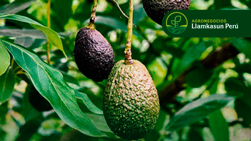 MANEJO DE PRE FLORACIÓN, FLORACIÓN Y CUAJADO EN EL CULTIVO DE PALTO