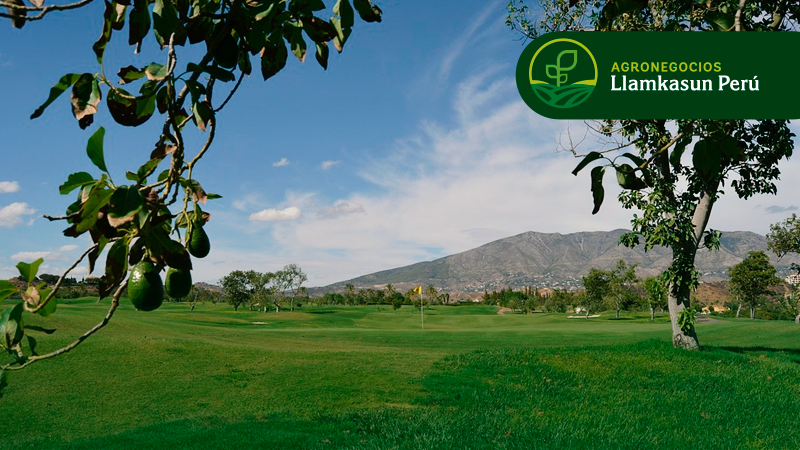 MANEJO AGRONÓMICO EN EL CULTIVO DE PALTO
